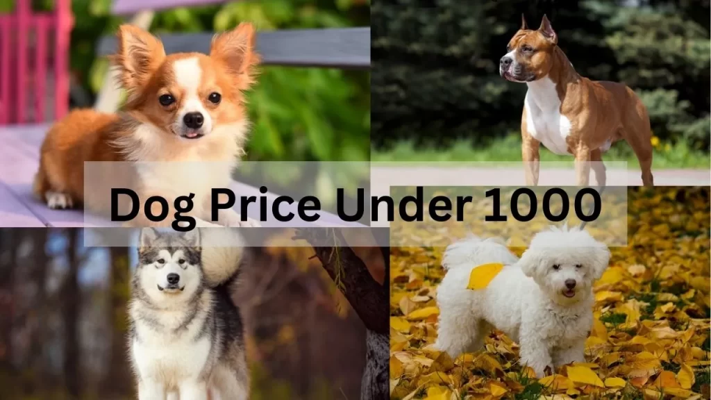Dog Price under 1000