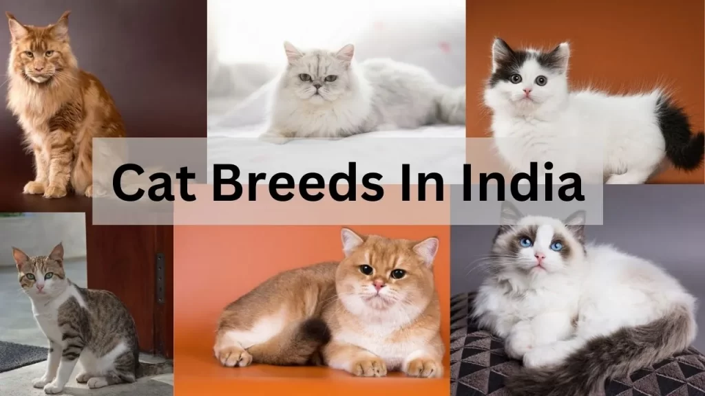 Cat Breeds In India