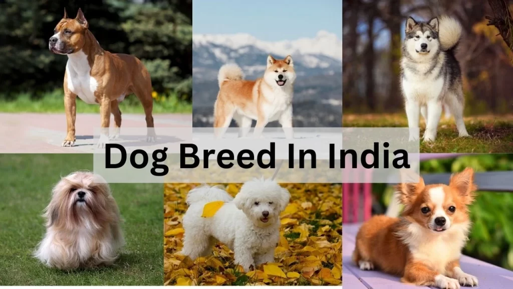 Dog Breed in India