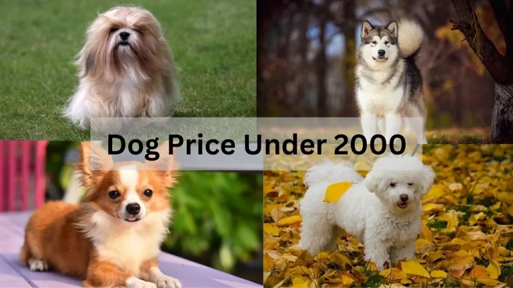 Dog Price Under 2000
