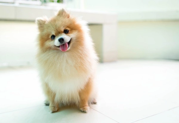 Pomeranian puppy Dog