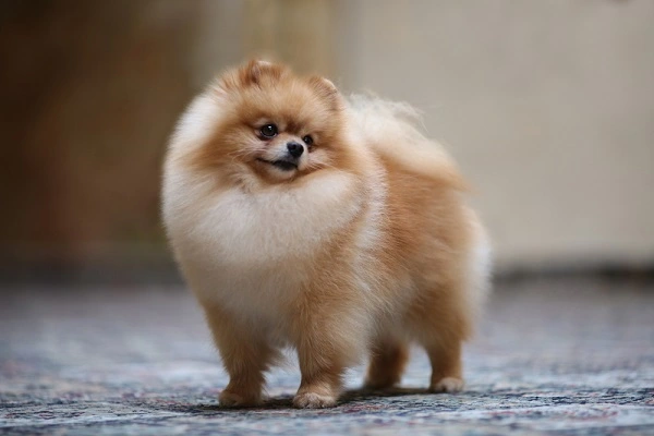 1000 rupee Pomeranian dog puppy