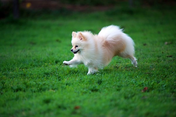 Pomeranian Puppy Dog