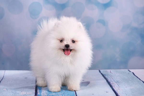 Pomeranian White Puppy 