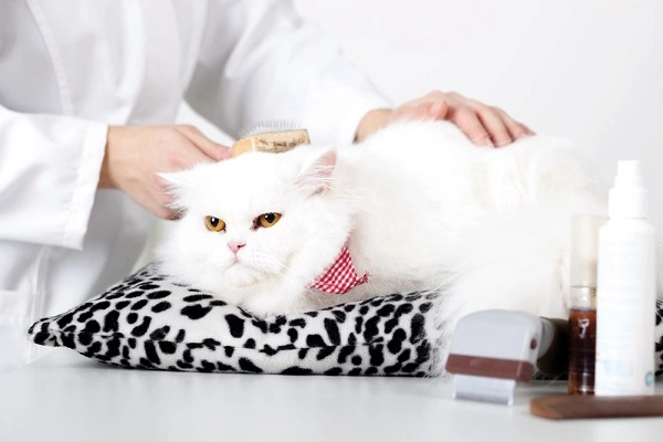 Grooming Cost of Persian Cat