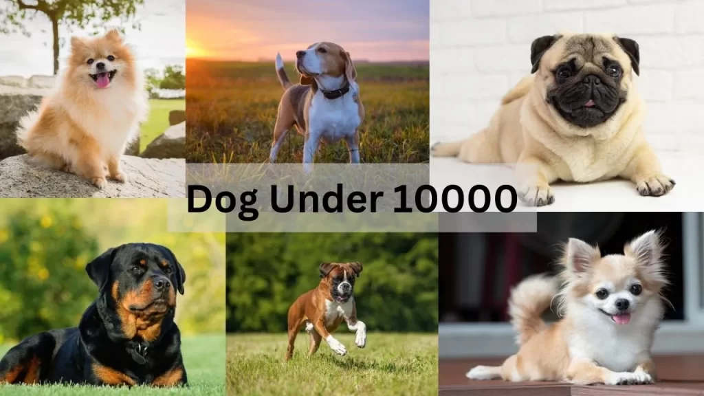 Dogs Under 10000