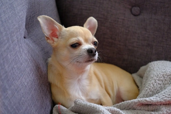 Puppy Chihuahua Dog