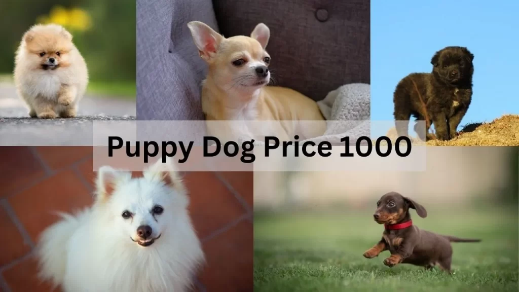 Puppy Dog Price 1000
