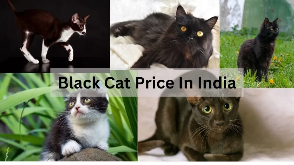 Black Cat Price In India