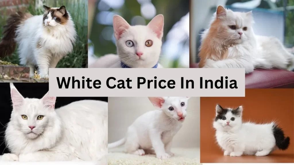 White Cat Price In India