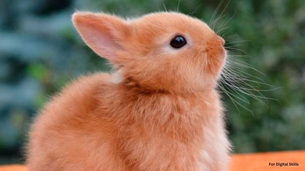 Netherland Dwarf Rabbit Price In India