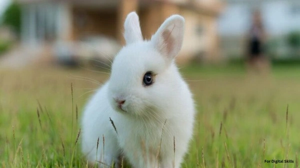 Netherland Dwarf Rabbit Price In India