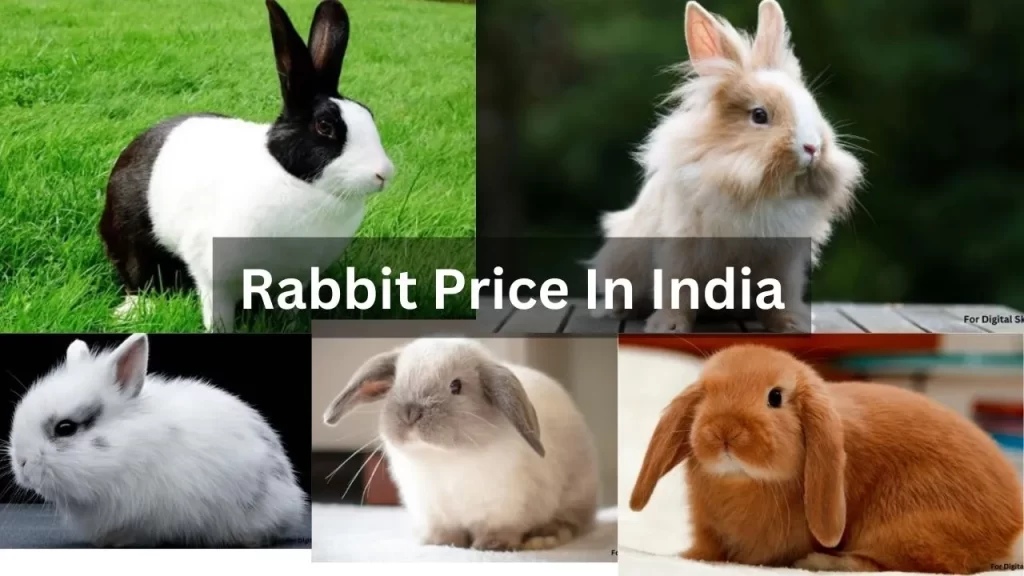 Rabbit Price In India