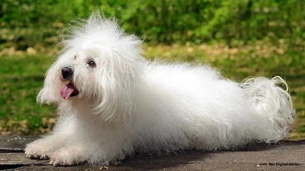 White Bolognese Dog
