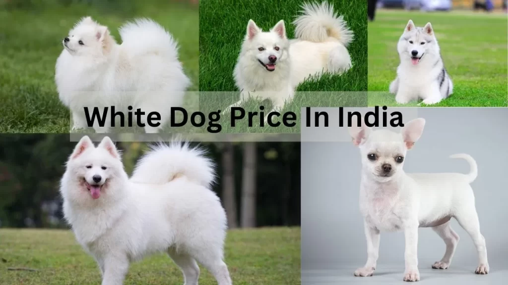 White Dog Price In India