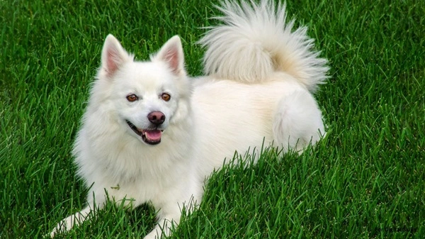 White Indian Spitz Dog