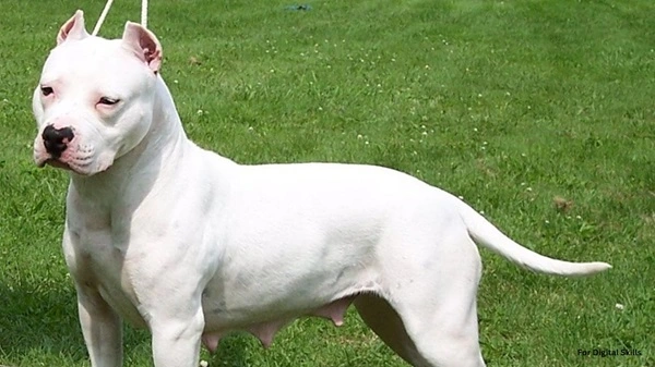 White Pitbull Dog